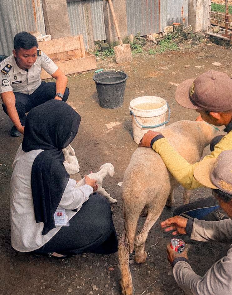 Pendampingan Perawatan Anakan Domba