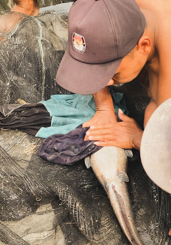 Pemeriksaan Indukan Ikan Lele